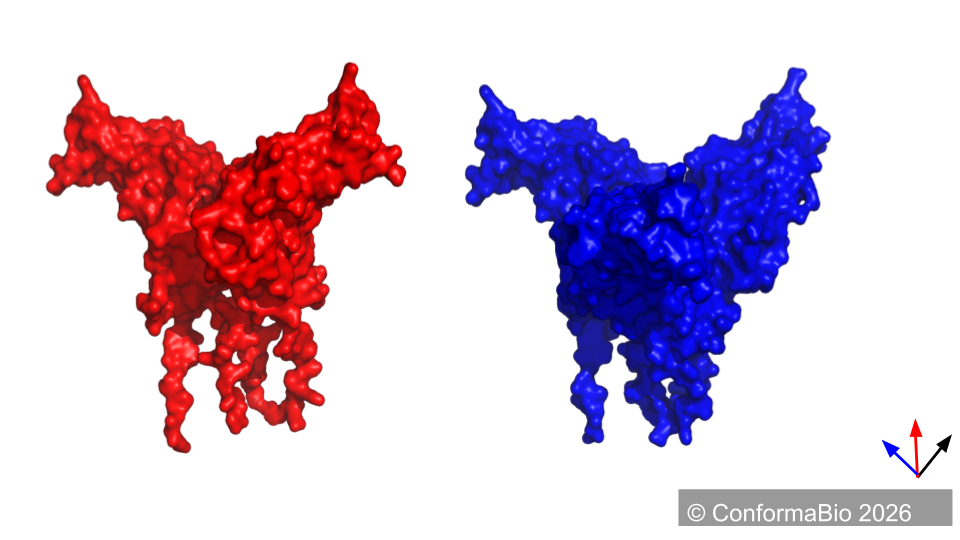 Wild-type vs designed conformer comparison - red and blue protein structures